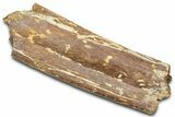 Hadrosaur (Edmontosaurus) Rib Section - Wyoming #381167-1